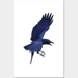 Raven in flight. Beautiful sheens of blue, purples and black. An understated bird. Bird lovers gift Posters and Art